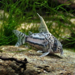 CORYDORAS SCHWARTZII