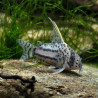 CORYDORAS SCHWARTZII 2-3cms