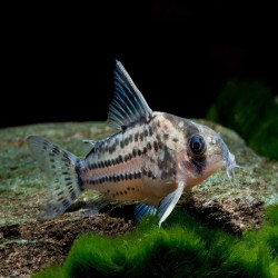 CORYDORAS SCHWARTZI / HOPLISOMA SCHWARTZI