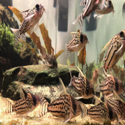 CORYDORAS SCHWARTZI / HOPLISOMA SCHWARTZI