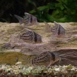 CORYDORAS SCHWARTZI / HOPLISOMA SCHWARTZI