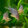 CORYDORAS STERBAI 3cms