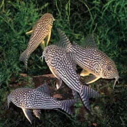 CORYDORAS STERBAI 3cms