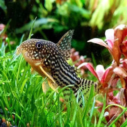 CORYDORAS STERBAI