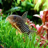 CORYDORAS STERBAI 3cms