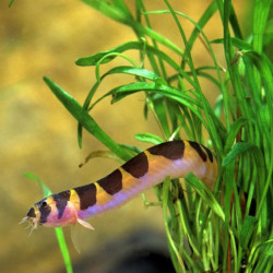 LOCHE SERPENT  / PANGIO KUHLII / ACANTHOPHTHALMUS KUHLII
