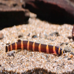 PANGIO KUHLI / LOCHE SERPENT / ACANTHOPHTHALMUS KUHLI