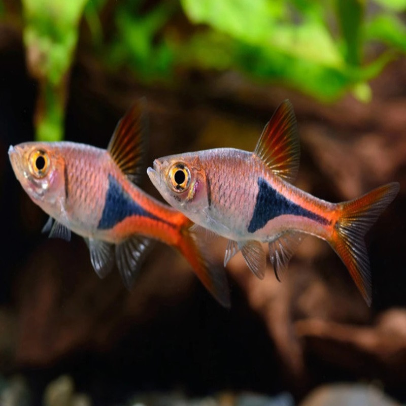 TRIGONOSTIGMA HETEROMORPHA / RASBORA ARLEQUIN