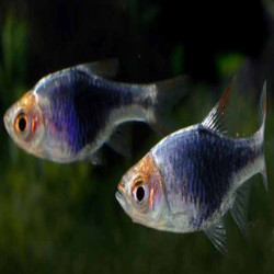 Lot de 5* TRIGONOSTIGMA HETEROMORPHA BLACK / RASBORA ARLEQUIN NOIR