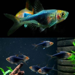 TRIGONOSTIGMA HETEROMORPHA BLACK / RASBORA ARLEQUIN NOIR