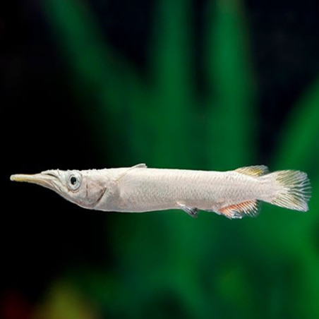 DERMOGENYS PUSILLUS WHITE 3-4 CMS/ DEMI BEC MALLAIS