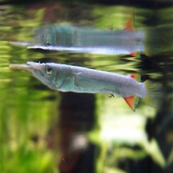 DERMOGENYS PUSILLUS WHITE / DEMI BEC MALLAIS