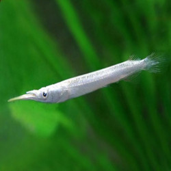 DERMOGENYS PUSILLUS WHITE / DEMI BEC MALLAIS