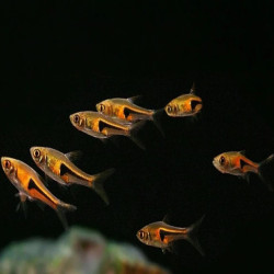 TRIGONOSTIGMA HENGELI / RASBORA HENGELI