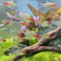HEMIGRAMMUS RHODOSTOMUS / NEZ ROUGE