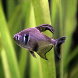 Lot de 3* MEGALAMPHODUS MEGALOPTERUS / TETRA FANTOME NOIR