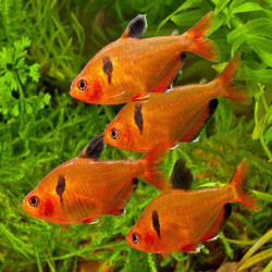 Lot de 4* HYPHESSOBRYCON CALLISTUS / TETRA JOYAU / SERPAE