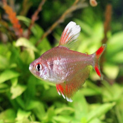 HYPHESSOBRYCON BENTOSI WHITE FIN / TETRA ROSÉ