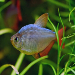 HYPHESSOBRYCON COLOMBIANUS / TETRA DE COLOMBIE