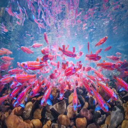 NOTROPIS CHROSOMUS / CYPRINS ARC EN CIEL
