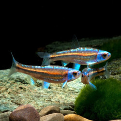 NOTROPIS CHROSOMUS / CYPRINS ARC EN CIEL