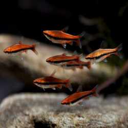 NANNOSTOMUS BECKFORDI RED / POISSON CRAYON DORE