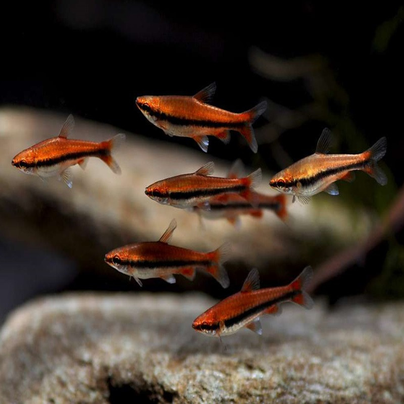 NANNOSTOMUS BECKFORDI RED / POISSON CRAYON DORE