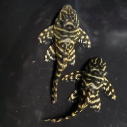 L340 / LDA019 HYPANCISTRUS MEGA CLOWN
