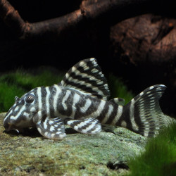 L340 / LDA019 HYPANCISTRUS MEGA CLOWN