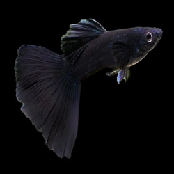 POECILIA RETICULATA BLACK PHANTOM ( couple )