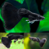 POECILIA RETICULATA BLACK PHANTOM ( couple )