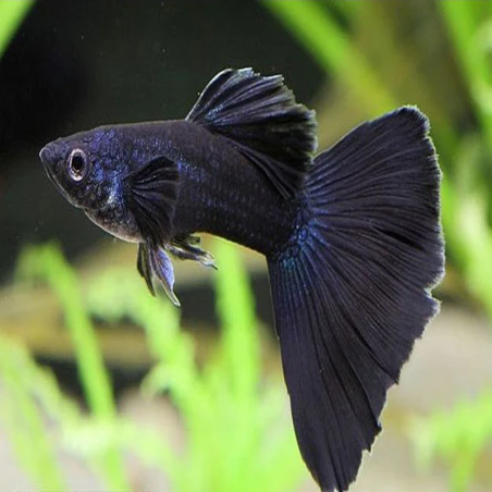 POECILIA RETICULATA BLACK PHANTOM ( couple )