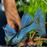 POECILIA RETICULATA METAL BLUE LACE ( couple )