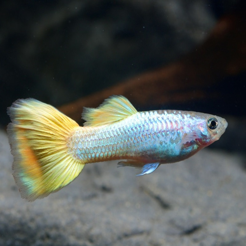 POECILIA RETICULATA GERMAN YELLOW ( couple )