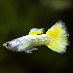 POECILIA RETICULATA GERMAN YELLOW ( couple )