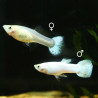 POECILIA RETICULATA SNOW WHITE ( couple )