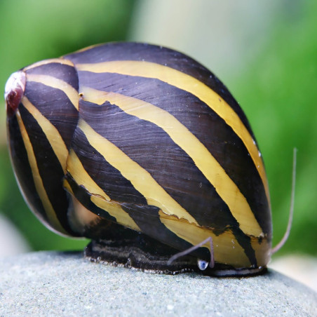 NERITINA NATALENSIS / ZEBRA / TURRITA