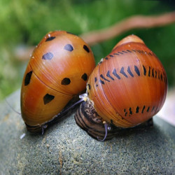 NERITINA SEMICONICA / SPOTTED / ONION