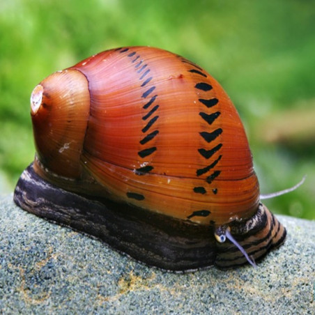 NERITINA SEMICONICA / SPOTTED / ONION