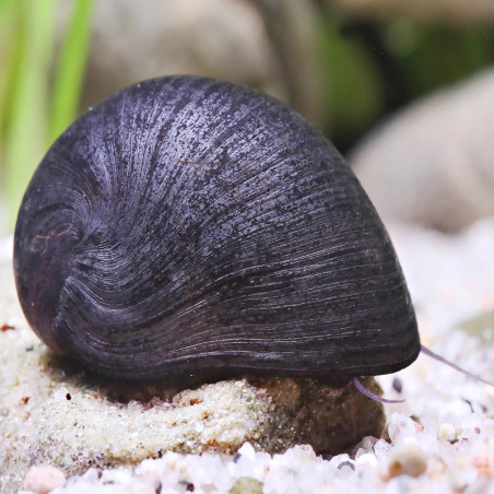 NERITINA PULLIGERA / BLACK HELMET