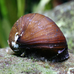 NERITINA PULLIGERA / BLACK HELMET