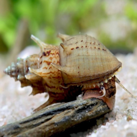 THIARA SCABRA / MENIPLOTIA SCABRA 2 cms