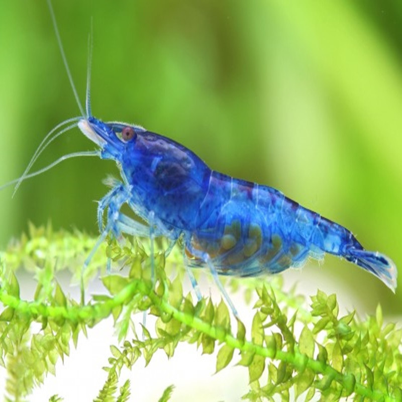 NEOCARIDINA BLEU DREAM