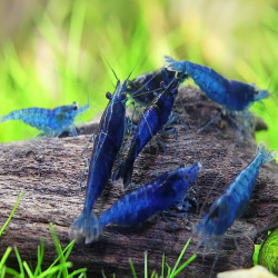 NEOCARIDINA BLEU DREAM