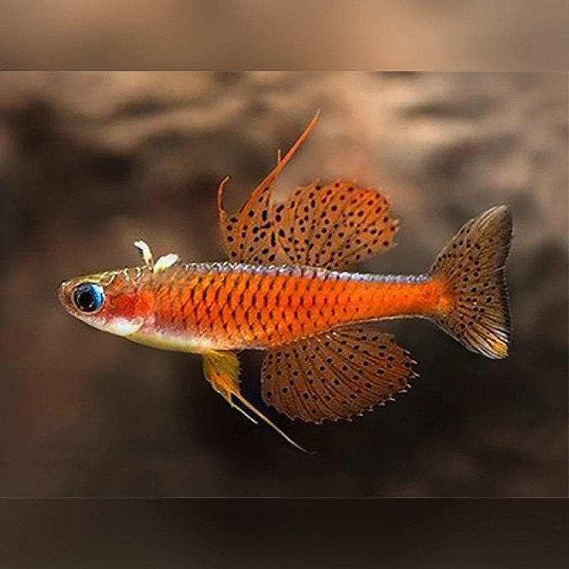 PSEUDOMUGIL RED NEON / PASKAI / IRIANI PSEUDOMUGIL RED NEON / PASKAI / IRIANI