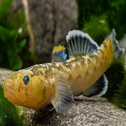 CHLAMYDOGOBIUS EREMIUS / GOBIE DU DESERT 5 cms