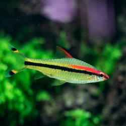 SAHYADRYIA DENISONII / BARBU CRAYON  / DANKISIA DENISONII