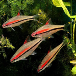 SAHYADRYIA DENISONII / BARBU CRAYON  / DANKISIA DENISONII