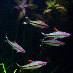 SAHYADRYIA DENISONII / BARBU CRAYON  / DANKISIA DENISONII