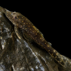 PAROTOCINCLUS HAROLDOI